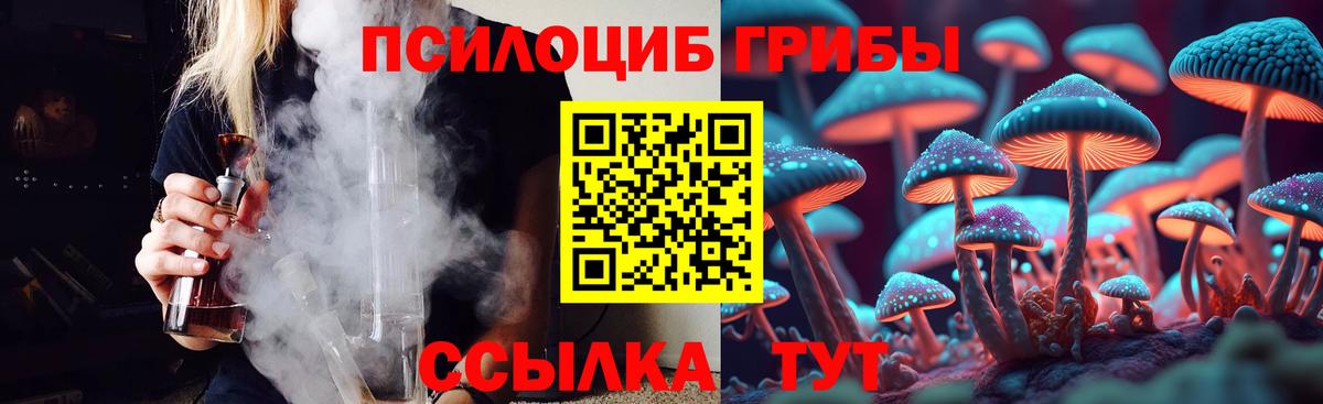 Галлюциногенные грибы Psilocybe Саяногорск
